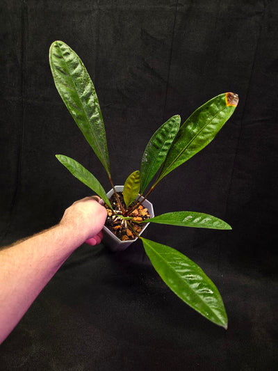 Anthurium Superbum #01