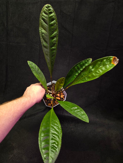 Anthurium Superbum #01