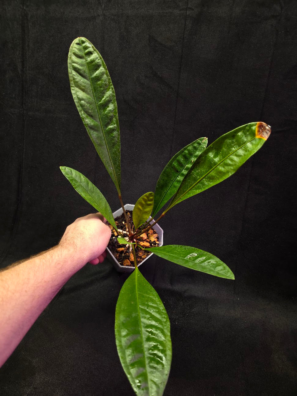 Anthurium Superbum #01