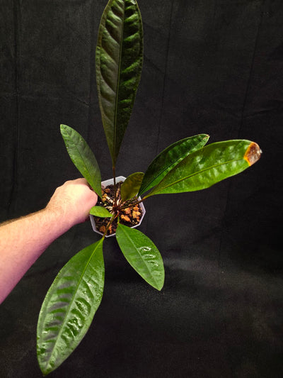 Anthurium Superbum #01