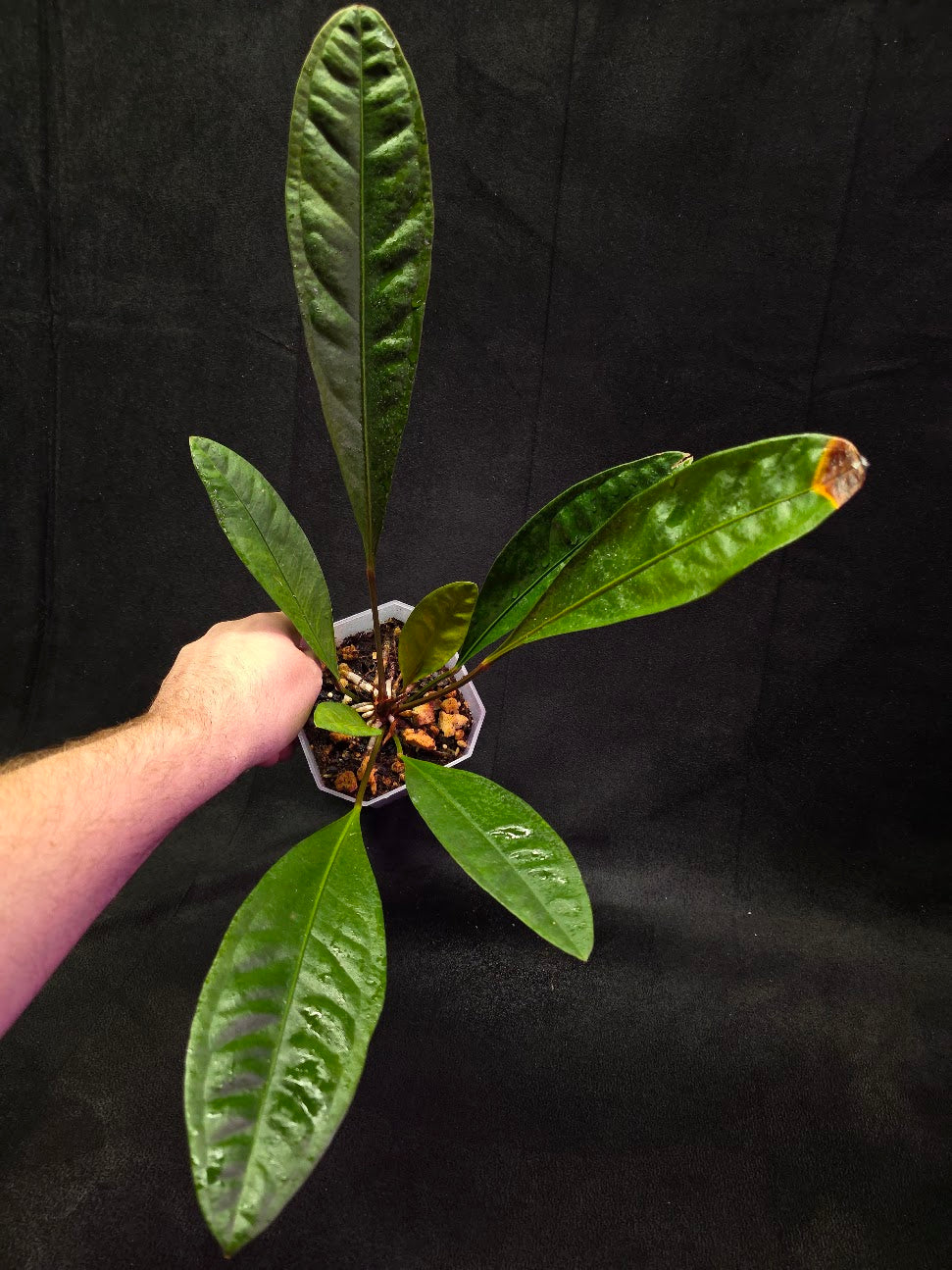 Anthurium Superbum #01