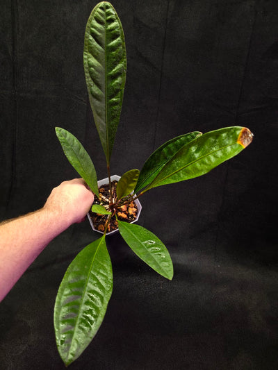 Anthurium Superbum #01