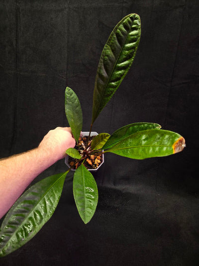 Anthurium Superbum #01