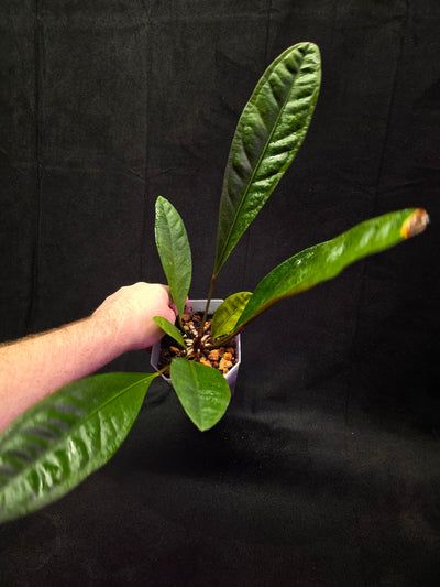 Anthurium Superbum #01