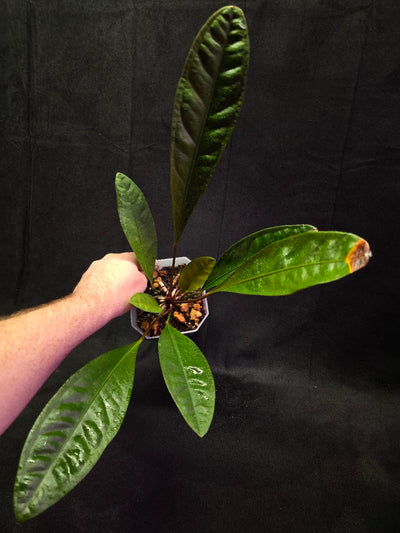 Anthurium Superbum #01