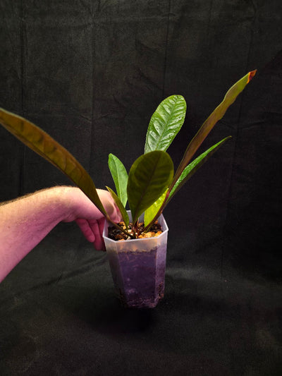 Anthurium Superbum #01