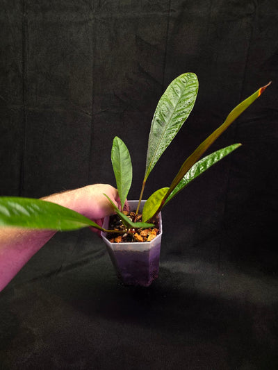 Anthurium Superbum #01