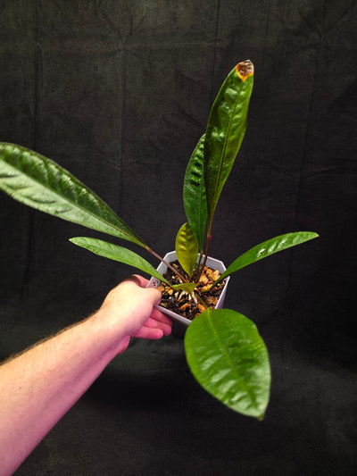 Anthurium Superbum #01