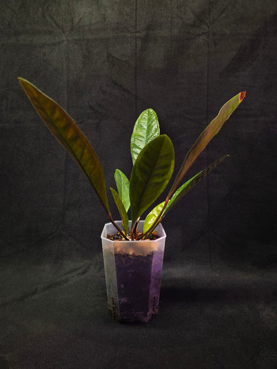 Anthurium Superbum #01