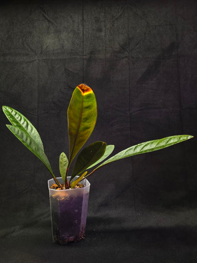 Anthurium Superbum #01