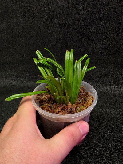 Dracula Lotax (Monkey Face Orchid) #01