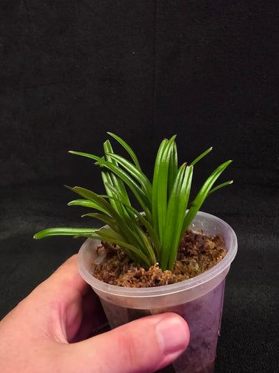 Dracula Lotax (Monkey Face Orchid) #01