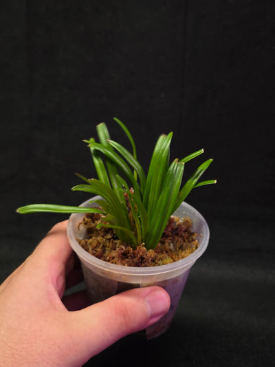 Dracula Lotax (Monkey Face Orchid) #01