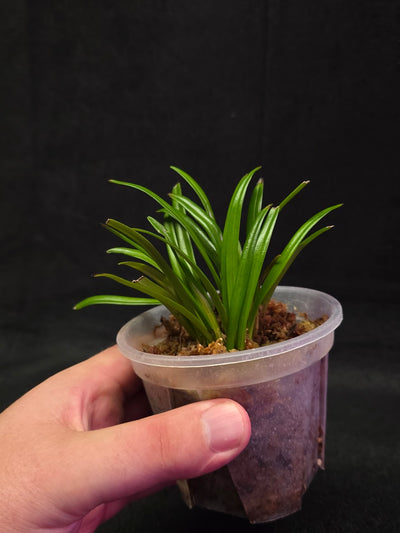 Dracula Lotax (Monkey Face Orchid) #01