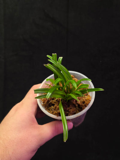Dracula Lotax (Monkey Face Orchid) #01