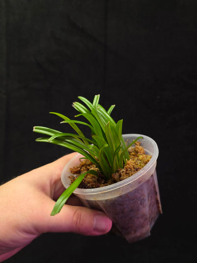 Dracula Lotax (Monkey Face Orchid) #01