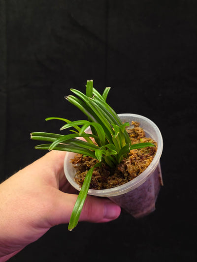 Dracula Lotax (Monkey Face Orchid) #01