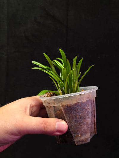 Dracula Lotax (Monkey Face Orchid) #01