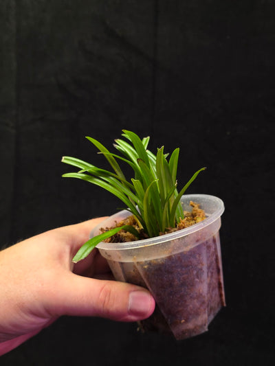 Dracula Lotax (Monkey Face Orchid) #01