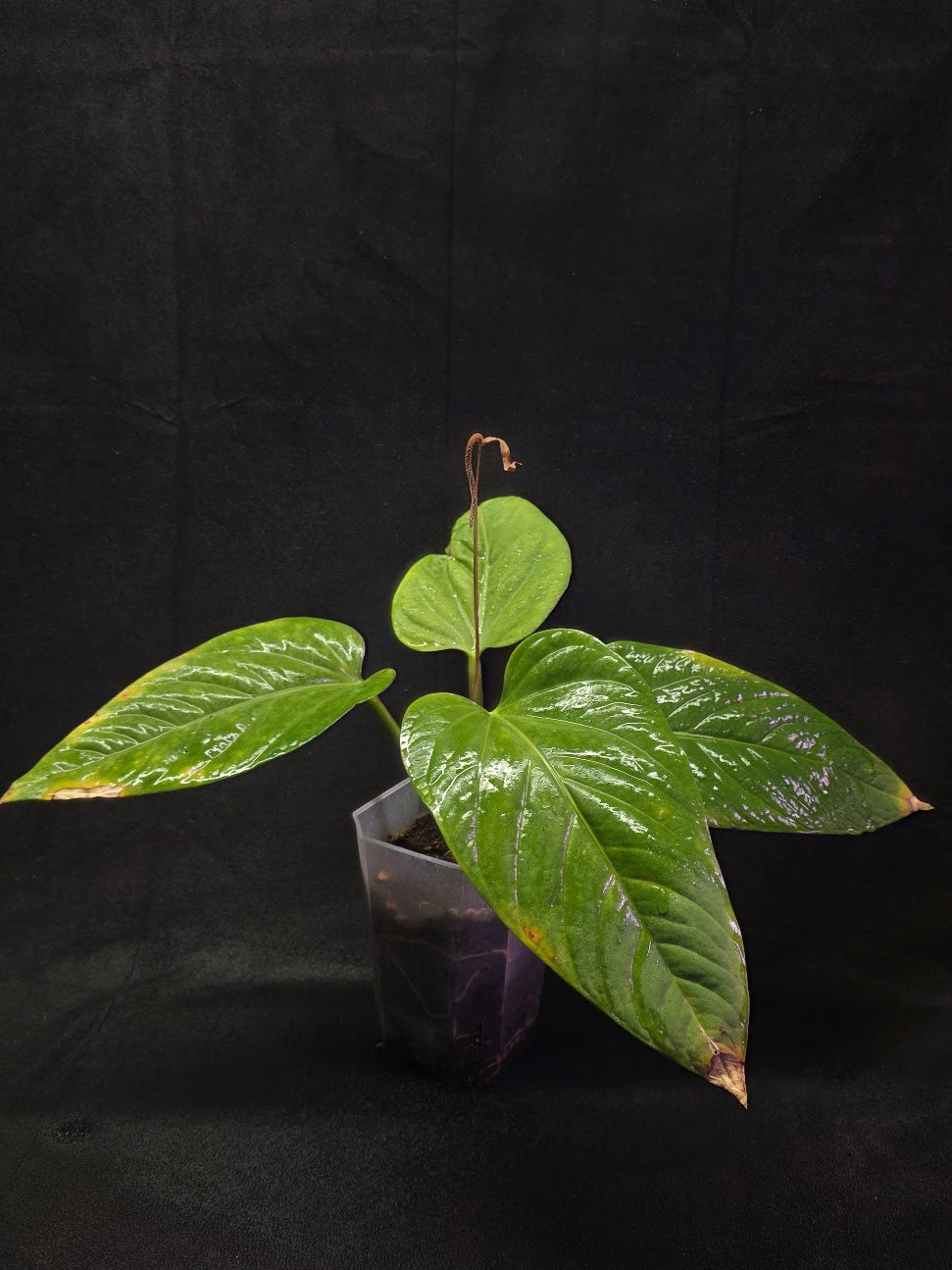 Anthurium Pulcachense #01 – YEG Exotic Plant Crowd