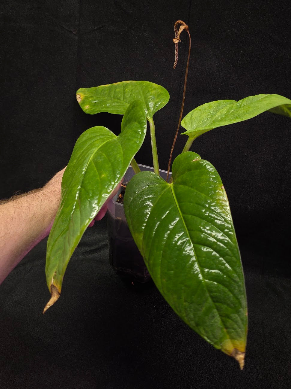 Anthurium Pulcachense #01 – YEG Exotic Plant Crowd