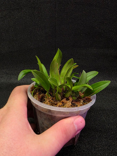 Bulbophyllum Catenulatum #01