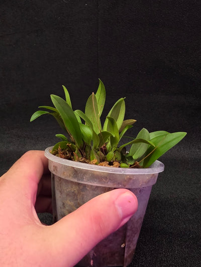 Bulbophyllum Catenulatum #01