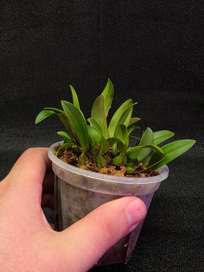 Bulbophyllum Catenulatum #01