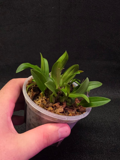 Bulbophyllum Catenulatum #01