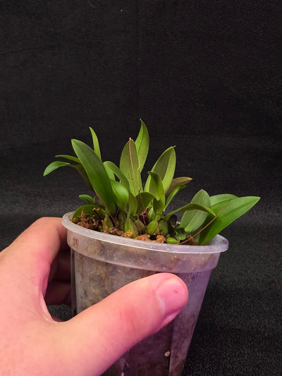 Bulbophyllum Catenulatum #01