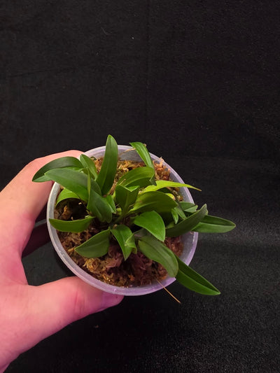Bulbophyllum Catenulatum #01