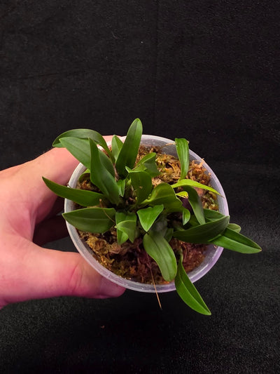 Bulbophyllum Catenulatum #01
