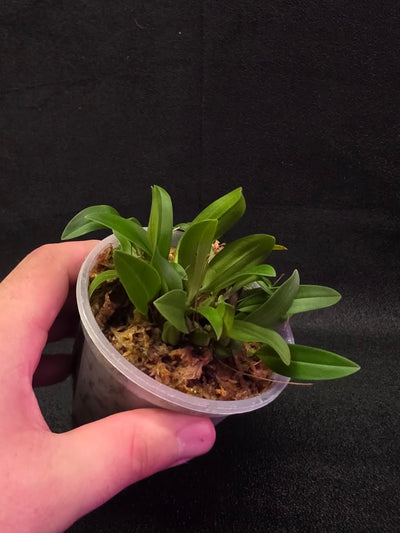 Bulbophyllum Catenulatum #01