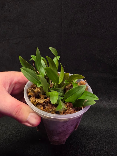 Bulbophyllum Catenulatum #01