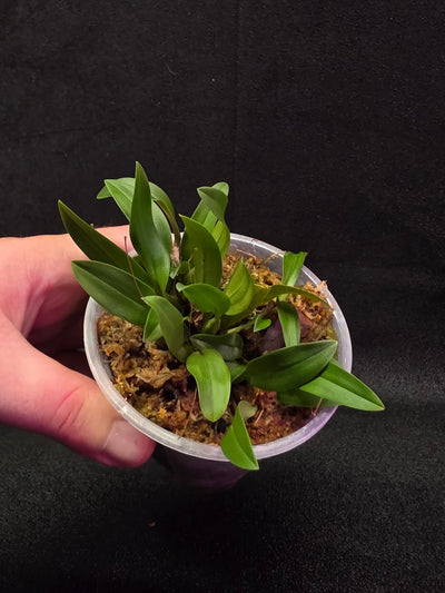 Bulbophyllum Catenulatum #01