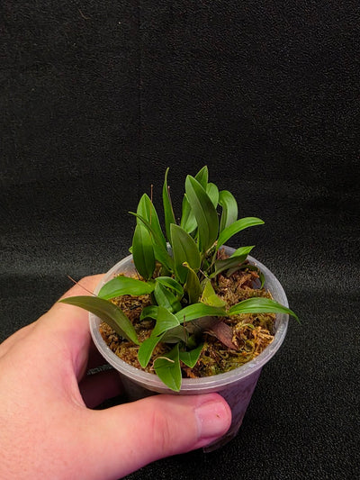 Bulbophyllum Catenulatum #01