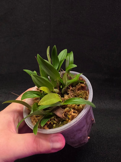 Bulbophyllum Catenulatum #01