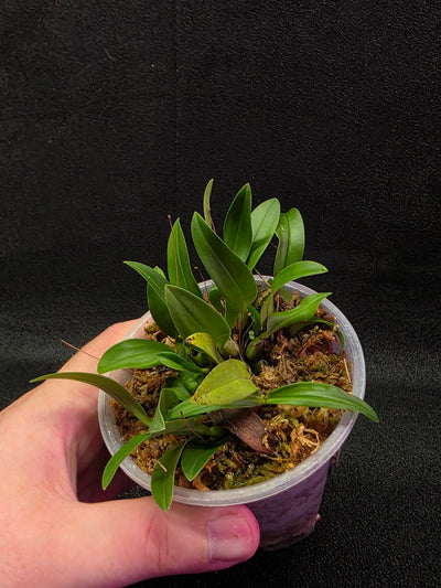Bulbophyllum Catenulatum #01