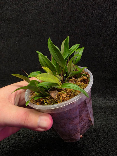 Bulbophyllum Catenulatum #01