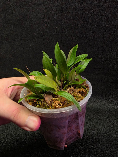 Bulbophyllum Catenulatum #01