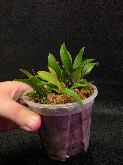 Bulbophyllum Catenulatum #01