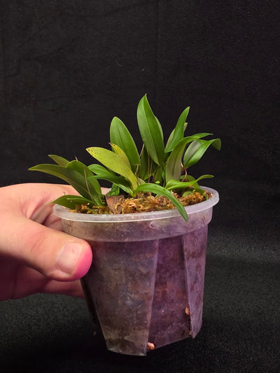 Bulbophyllum Catenulatum #01
