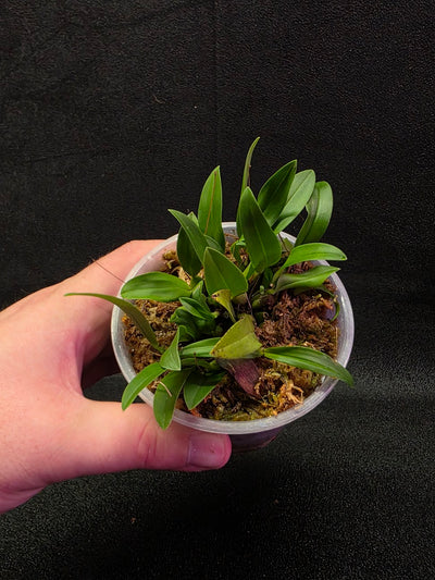 Bulbophyllum Catenulatum #01