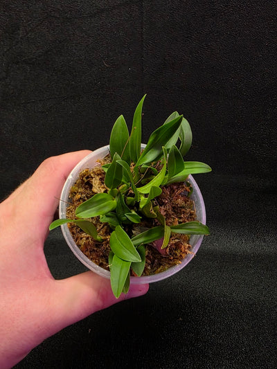 Bulbophyllum Catenulatum #01