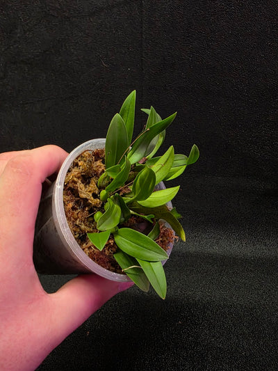 Bulbophyllum Catenulatum #01