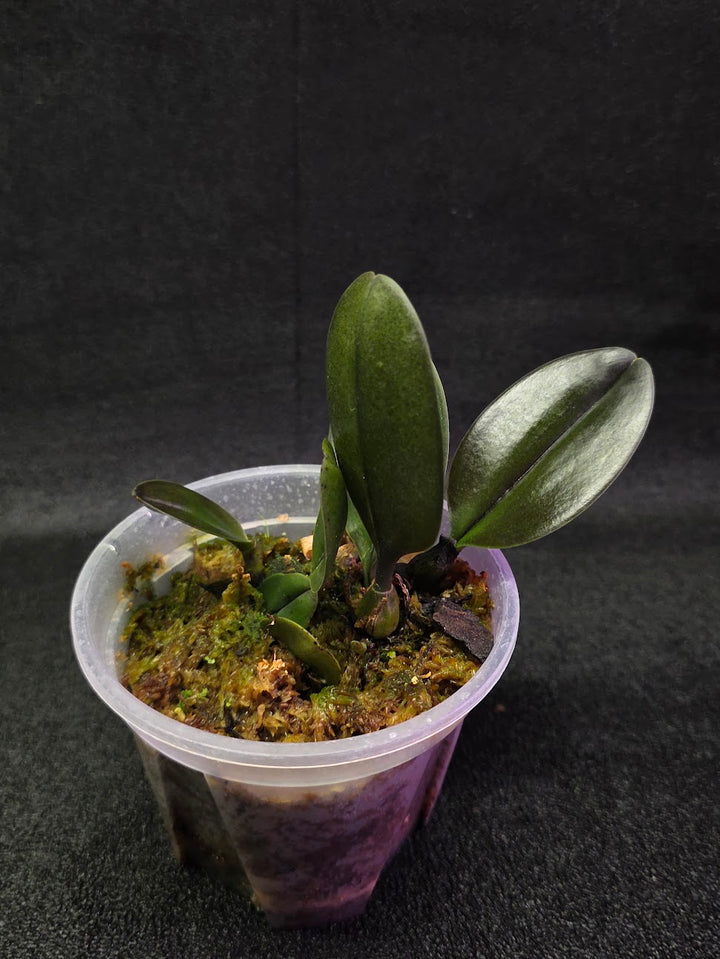Bulbophyllum Blaoense #01