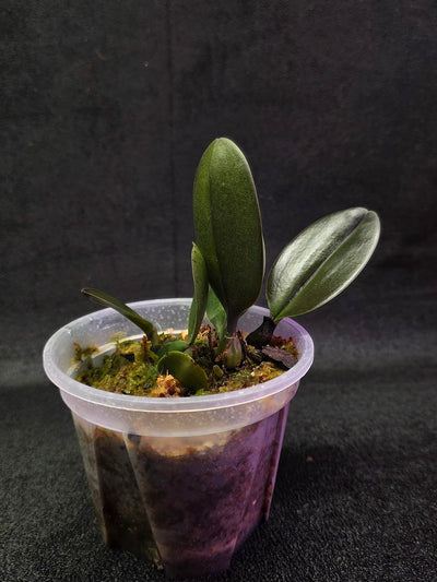 Bulbophyllum Blaoense #01