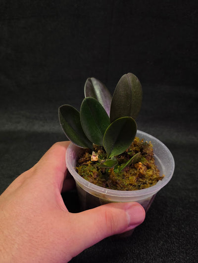Bulbophyllum Blaoense #01