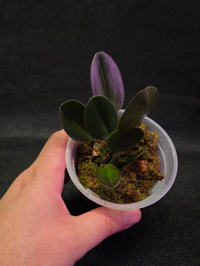 Bulbophyllum Blaoense #01