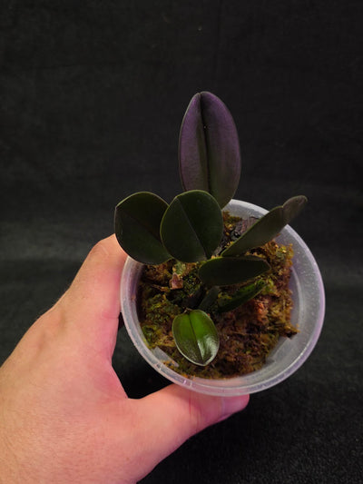 Bulbophyllum Blaoense #01
